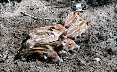 Wild boar piglets sleep on the ground.