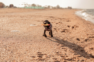 Young springer spaniel dog playing with toy on a floor on sea shore