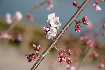 さくら