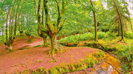Otzarreta Beech Forest, Gorbeia Natural Park, Bizkaia, Basque Country, Spain, Europe