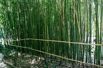 Bamboo grove in Nikitsky Botanical Garden in Yalta, Crimea, Ukraine. June 2011