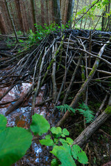 River Dam, Beaver Reintroduction, Rur River, North Eifel Territory, Eifel Region, Germany, Europe
