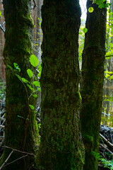 Beaver Reintroduction, Rur River, North Eifel Territory, Eifel Region, Germany, Europe