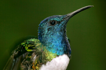 Hummingbird, Maquipucuna Cloud Forest Reserve, Pichincha Province, Ecuador, America