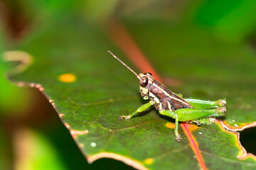 Tropical Rainforest, Marino Ballena National Park, Uvita de Osa, Puntarenas, Costa Rica, Central America, America