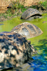 Obraz premium Galápagos Giant Tortoise, Chelonoidis nigra, Galapagos National Park, Galapagos Islands, UNESCO World Heritage Site, Ecuador, America