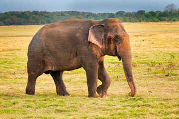 Naklejka na ściany i meble Sri Lankan Elephant, Elephas maximus maximus, Minneriya National Park, Sri Lanka, Asia