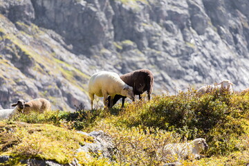 Sheeps in the Swiss 