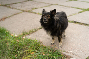 Homeless mongrel stands alone on sidewalk. Black shaggy dog looks at camera incredulously. 