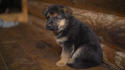 Small East European Shepherd puppy. East European Shepherd German Shepherd Puppy. Shallow focus. Copy space.