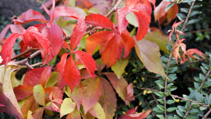 rote Blätter, Wein, Herbst