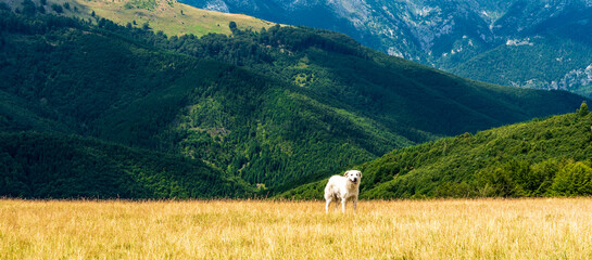 Herding dog on meadow with hills on the background in Carpathian mountains in Romania