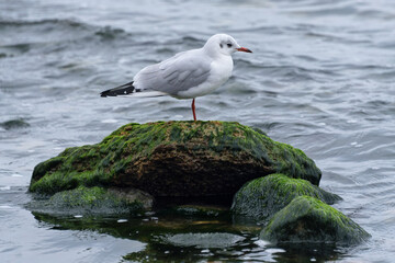 Fototapeta premium Lonely seagull standing on a rock in the sea. Cold winter sea