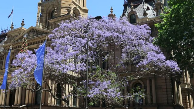 Wind blow on blossom jacaranda trees at Town Hall house in City of Sydney.

