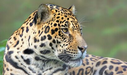 Fototapeta na wymiar Portrait view of a Jaguar (Panthera onca)