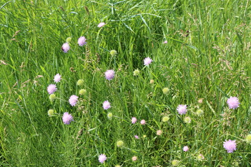 
Fragrant honey flowers bloom in a summer meadow