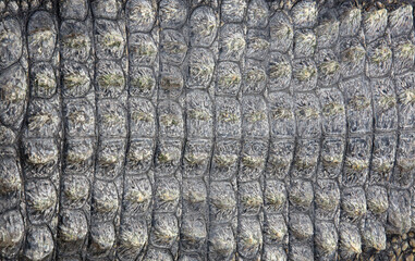 Close up view of a Nile Crocodile skin as background