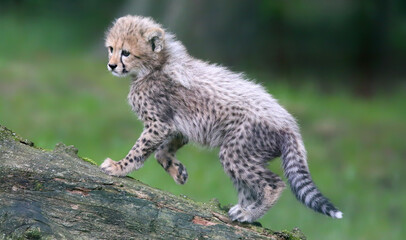 Portrait view of a Cheetah cub