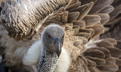 Close-up view of a White-backed vulture (Gyps africanus)