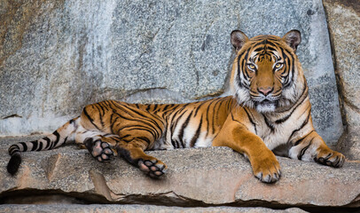 Fototapeta na wymiar Close up view of an Indochinese tiger (Panthera tigris corbetti)
