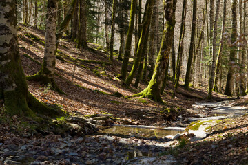 Selva de Irati-arboles-6