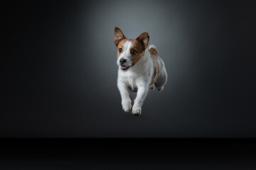 the dog is jumping. Active jack russell terrier in the studio on gray background