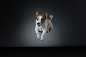 the dog is jumping. Active jack russell terrier in the studio on gray background - obrazy, fototapety, plakaty