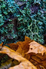 lichen and fallen leaves