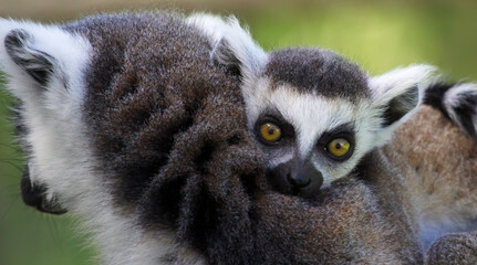 Ring-tailed lemur (Lemur catta) - Mother and child © Henner Damke
