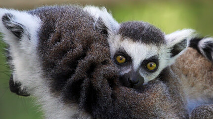 Ring-tailed lemur (Lemur catta) - Mother and child