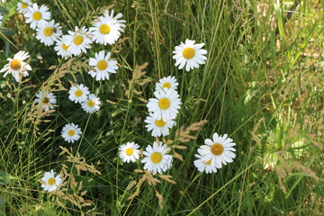 
White daisies bloomed in the meadow and in the summer garden