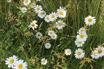 
White daisies bloomed in the meadow and in the summer garden