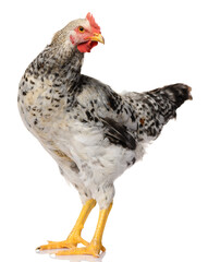 one gray rooster isolated on white background, studio shoot