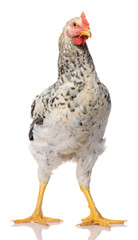 one gray rooster isolated on white background, studio shoot