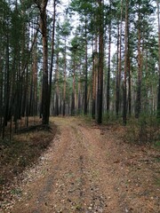 path in the woods