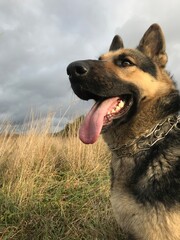 german shepherd dog