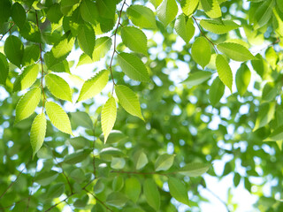 Fototapeta na wymiar 新緑　木漏れ日にかがやくケヤキの葉