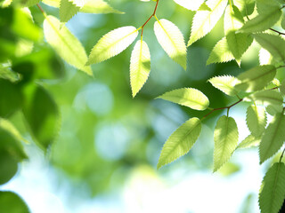 新緑　木漏れ日にかがやくケヤキの葉