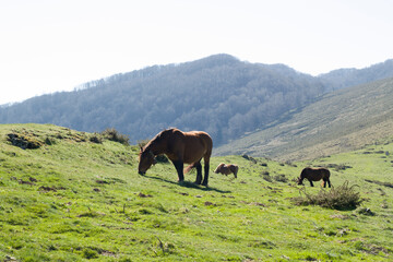 caballo pastando en la pradera-5