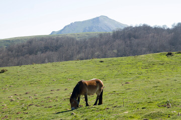 caballo pastando en la pradera-2