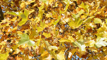 Feuillage orange, jaune et vert aux couleurs d'automne de platane à feuilles d'érable ou platane commun (Platanus hispanica)