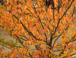 
Autumn leaves of a tree in different colors yellow, green and red photographed from the balcony