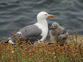 Fototapeta premium seagull and chick on the rocks, La Jolla, San Diego California