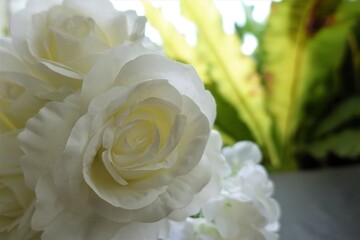 A big beautiful white color rose, with blur technique use as background