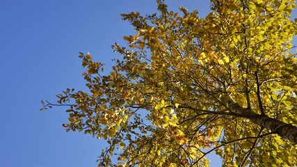 yellow leaves against sky