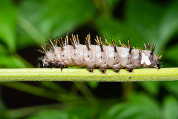 Closeup white moth caterpillar on tree branch.
