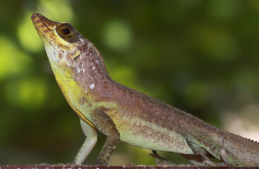 Close-up view of a Grenada Tree Anole  (Anolis richardii)