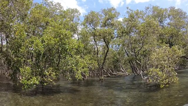 Slowly Drifting Through Lush Mangrove From A Point Of View Camera On A Sunny Day