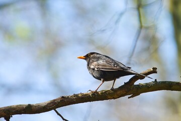 Common male blackbird sitting on a branch in spring with light blue sky behind, turdus merula