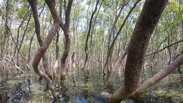Slowly Drifting Through Lush Mangrove From A Point Of View Camera On A Sunny Day